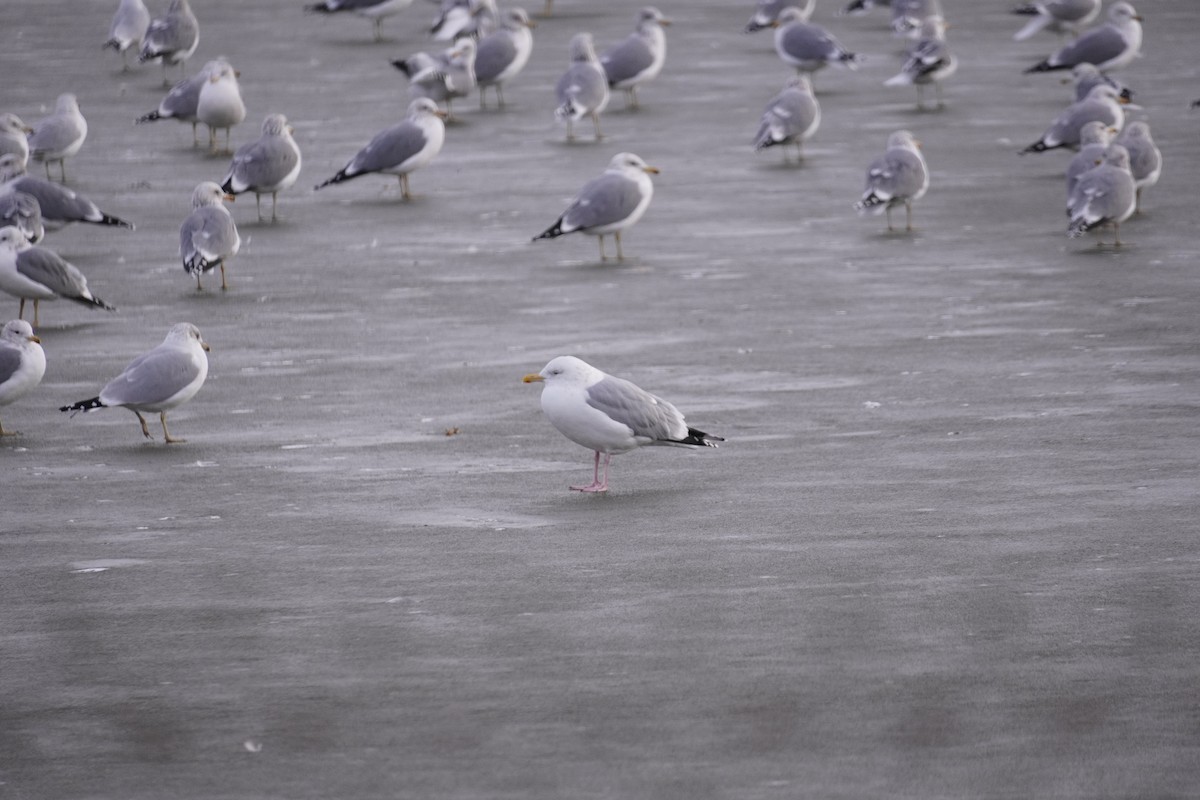American Herring Gull - ML647564451