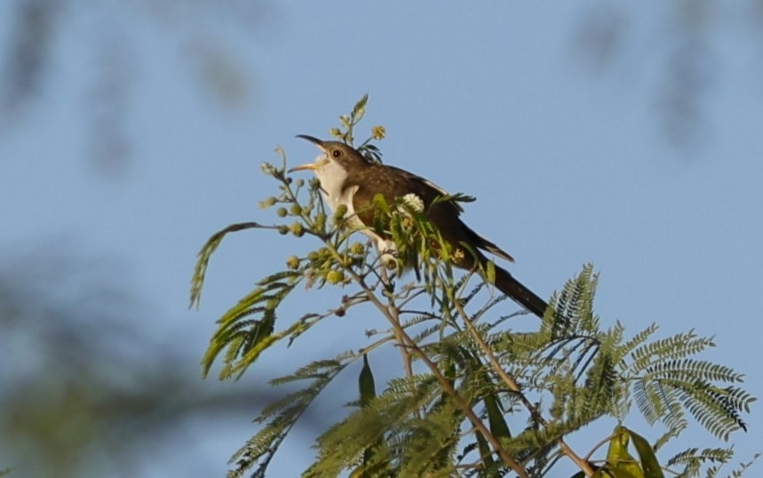 Кукліло північний - ML647564454