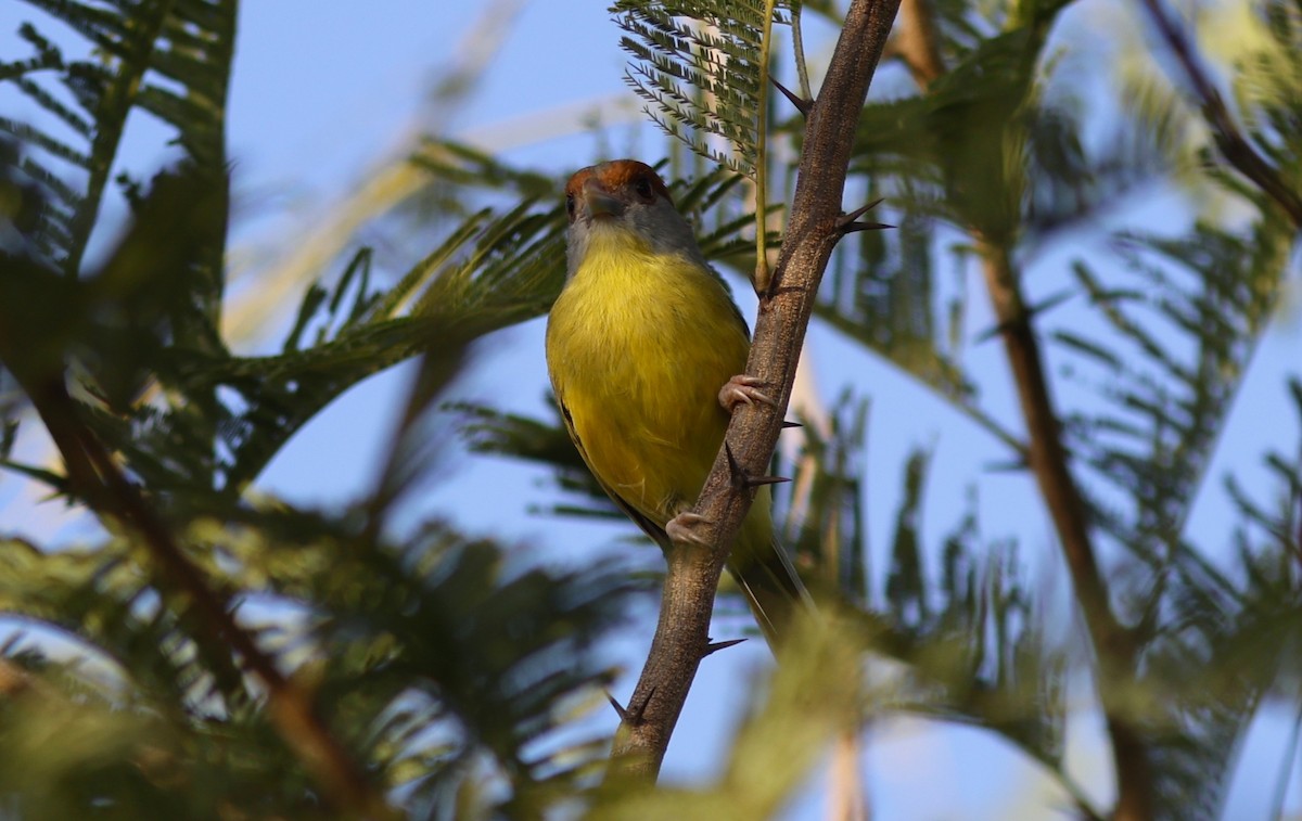 Vireón Cejirrufo (grupo gujanensis) - ML647564480