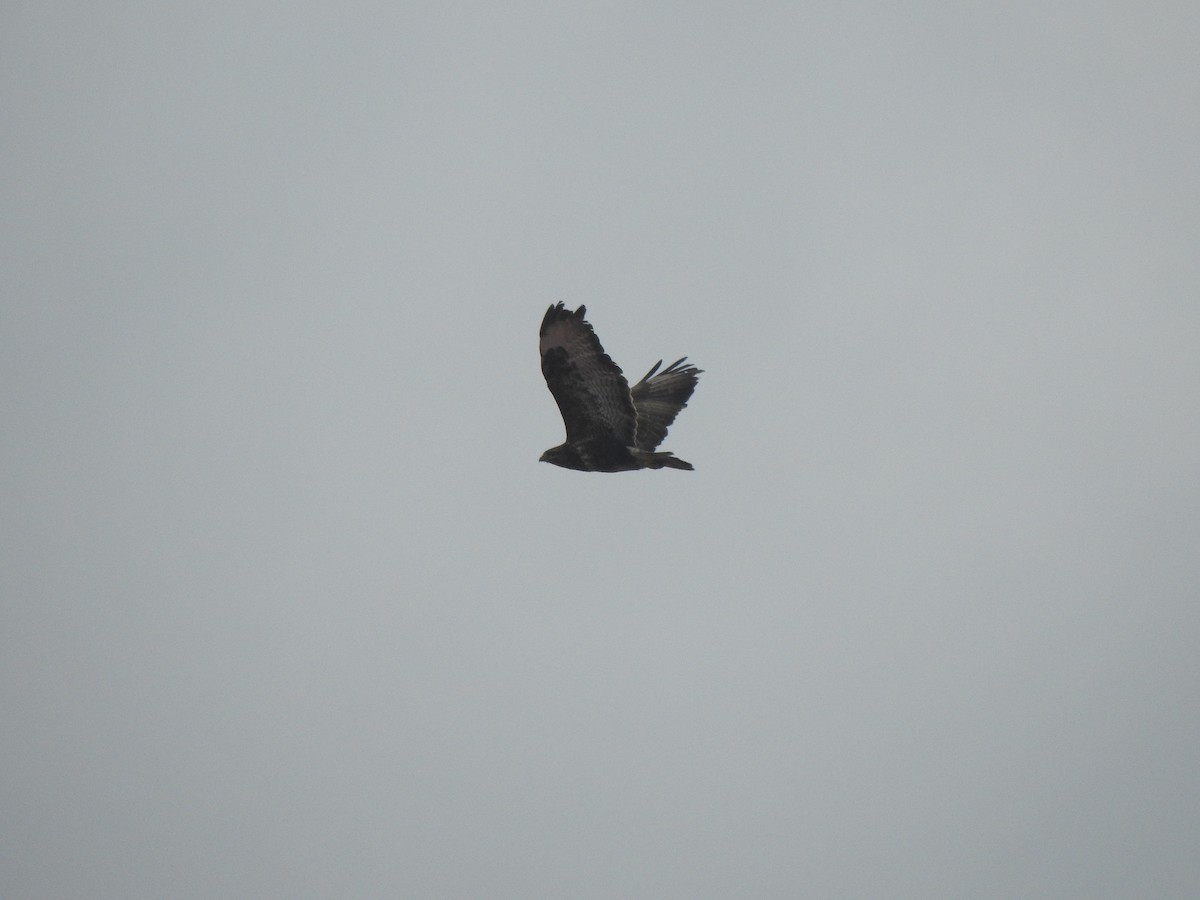 Common Buzzard - ML647564491