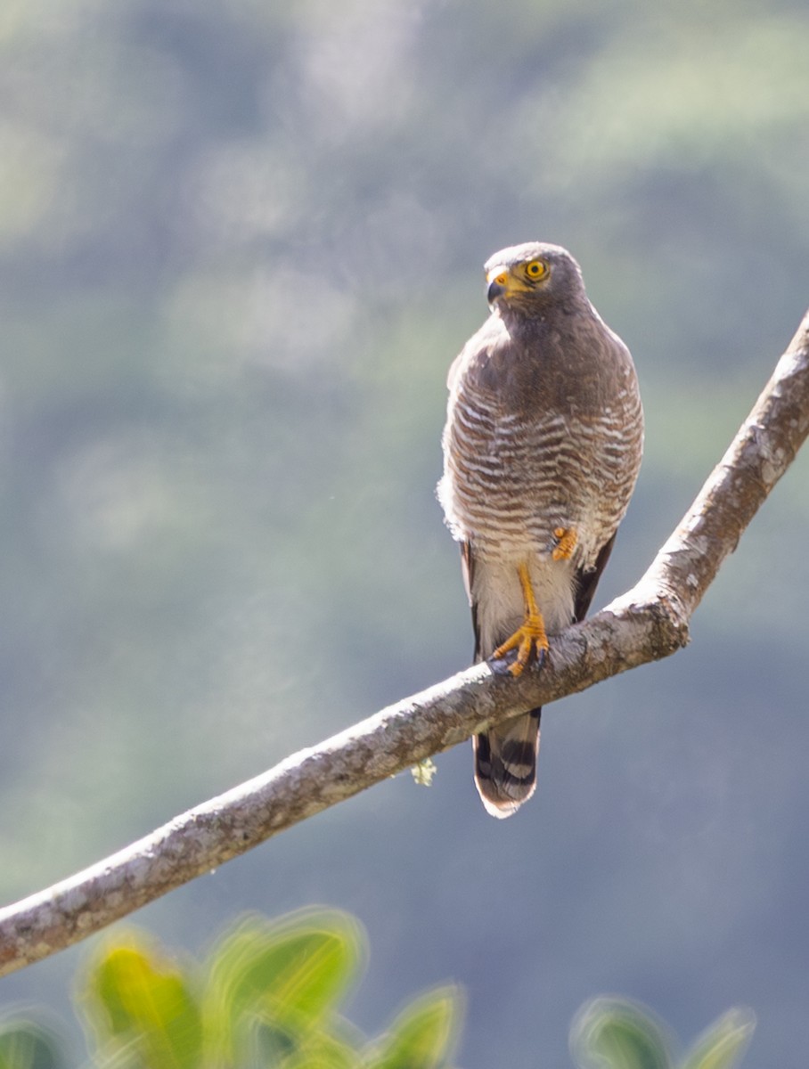 Roadside Hawk - ML647564493