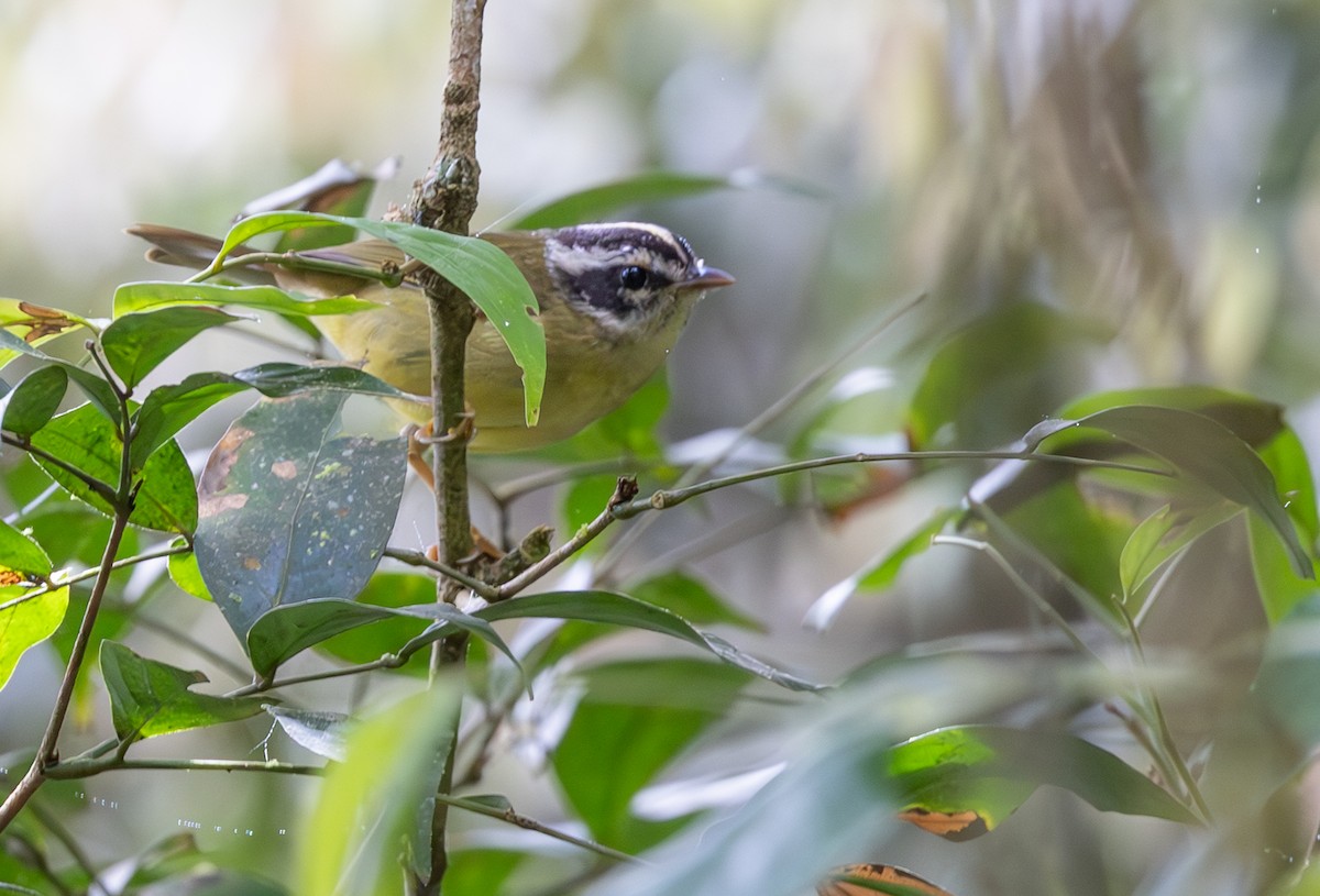 Коронник смугастоголовий (підвид tristriatus/baezae) - ML647564502