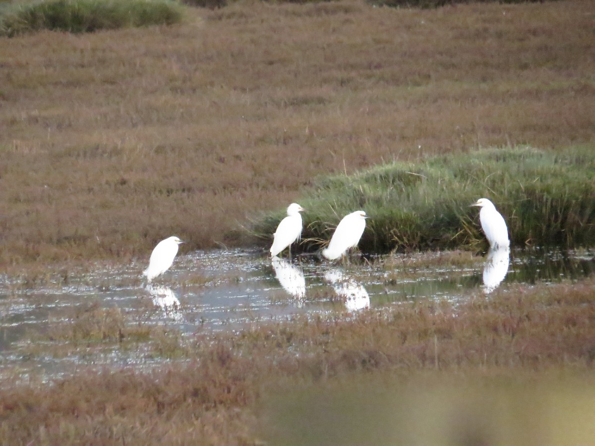 Snowy Egret - ML64756451