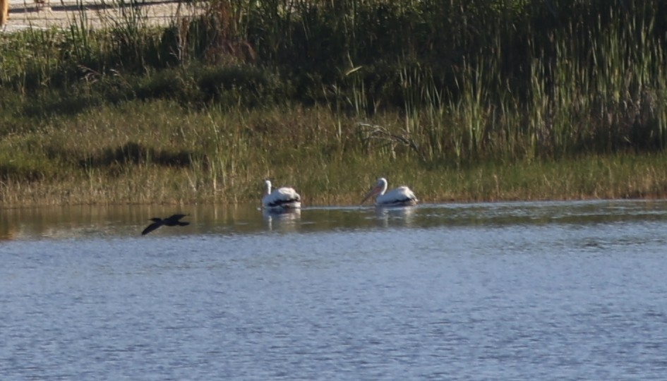 Pelícano Norteamericano - ML647564510