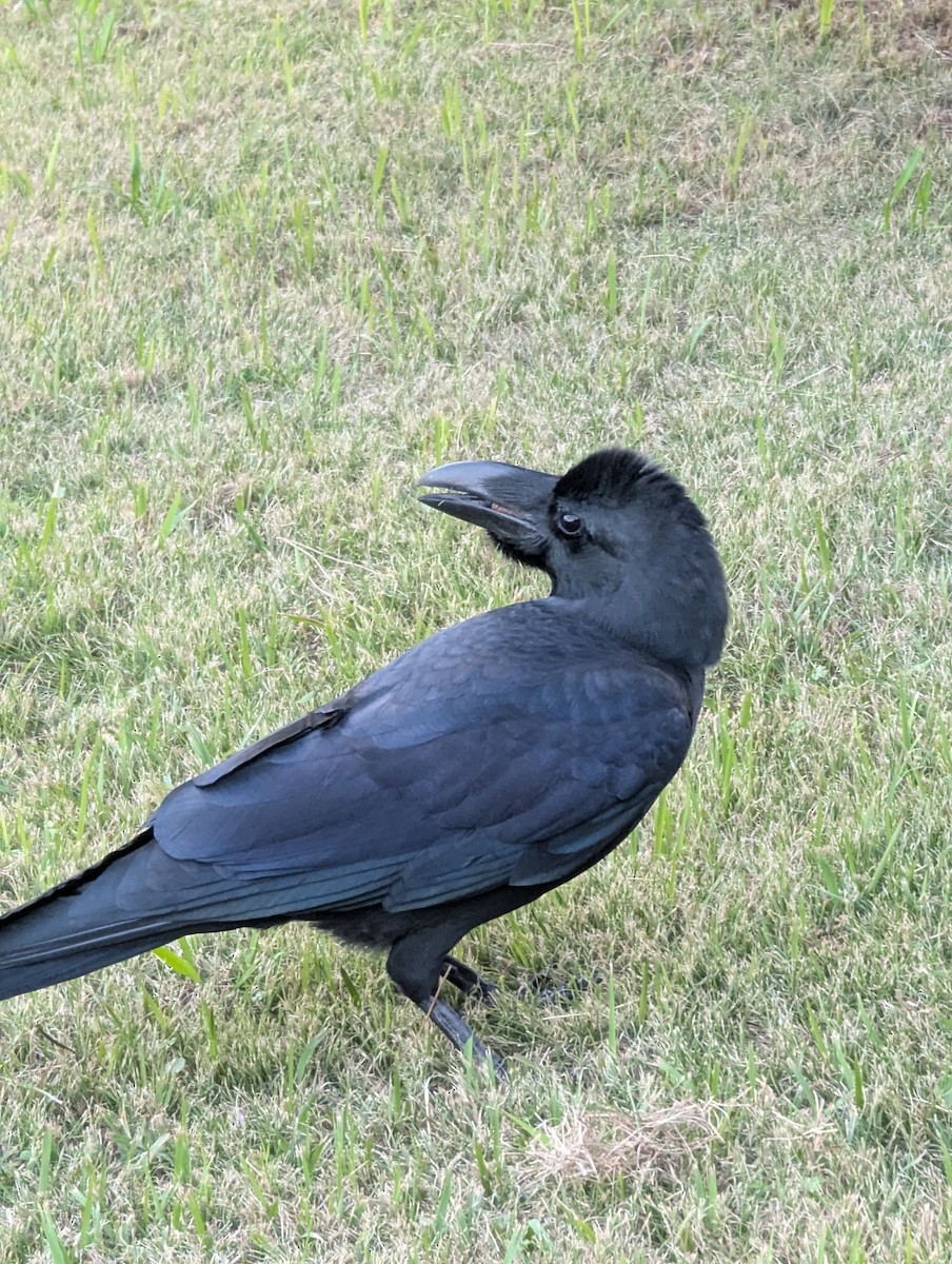 Large-billed Crow - ML647564520