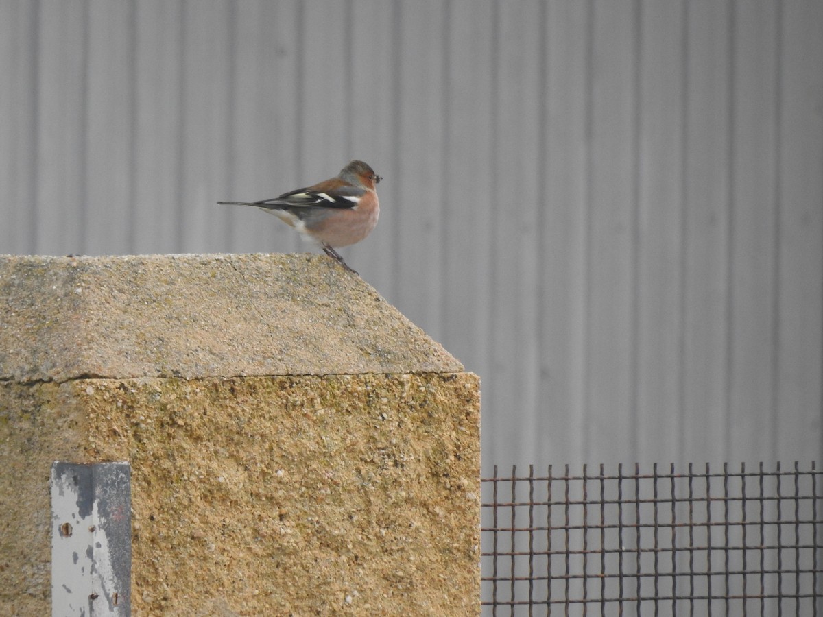 Common Chaffinch - ML647564521