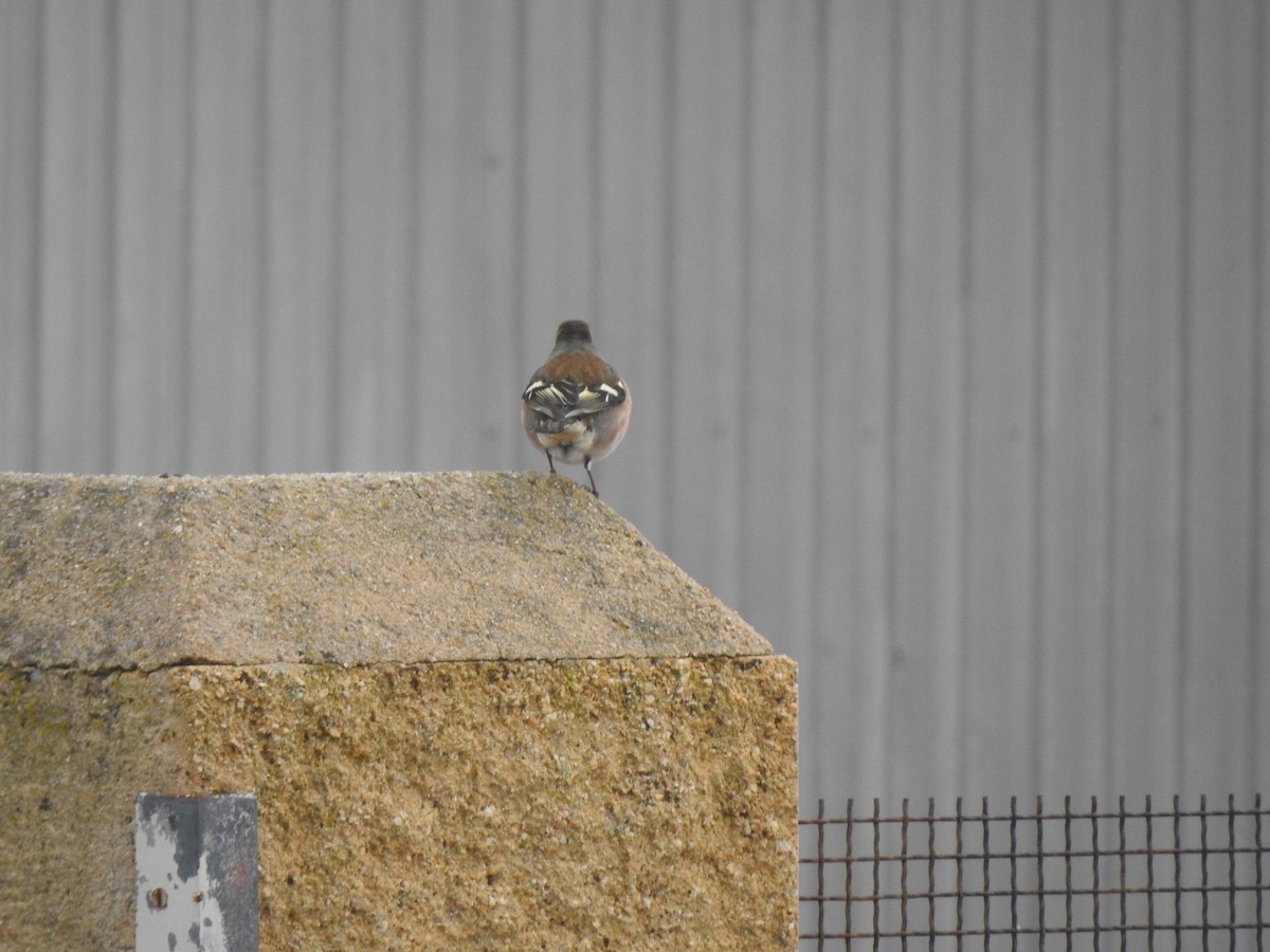 Common Chaffinch - ML647564526