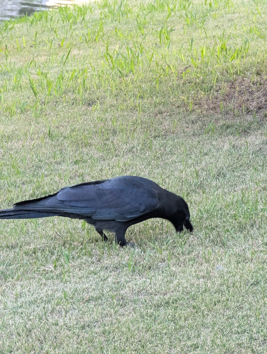 Large-billed Crow - ML647564527