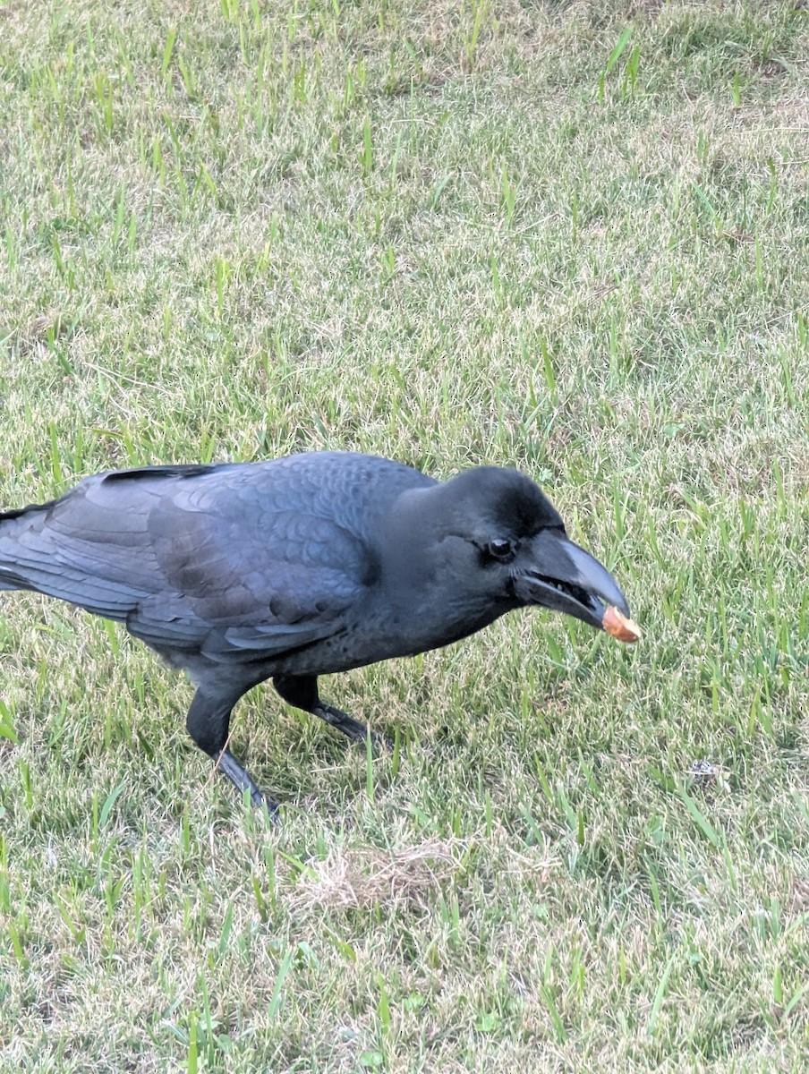 Large-billed Crow - ML647564528