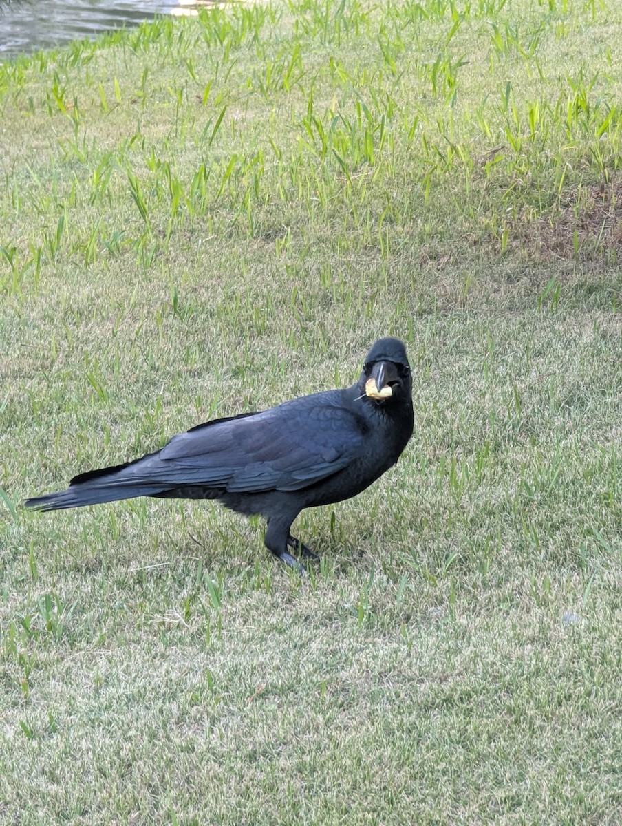 Large-billed Crow - ML647564530