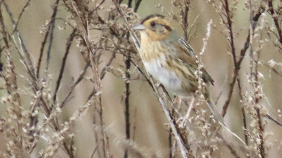 Nelson's Sparrow - ML647564537