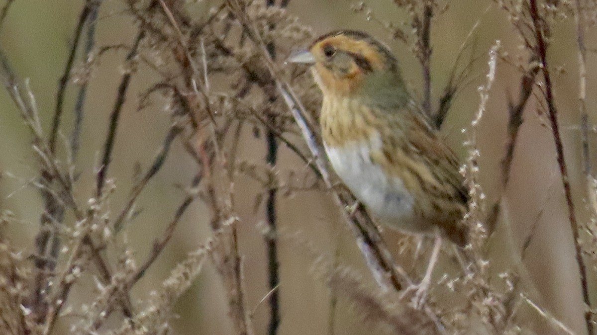 Nelson's Sparrow - ML647564539