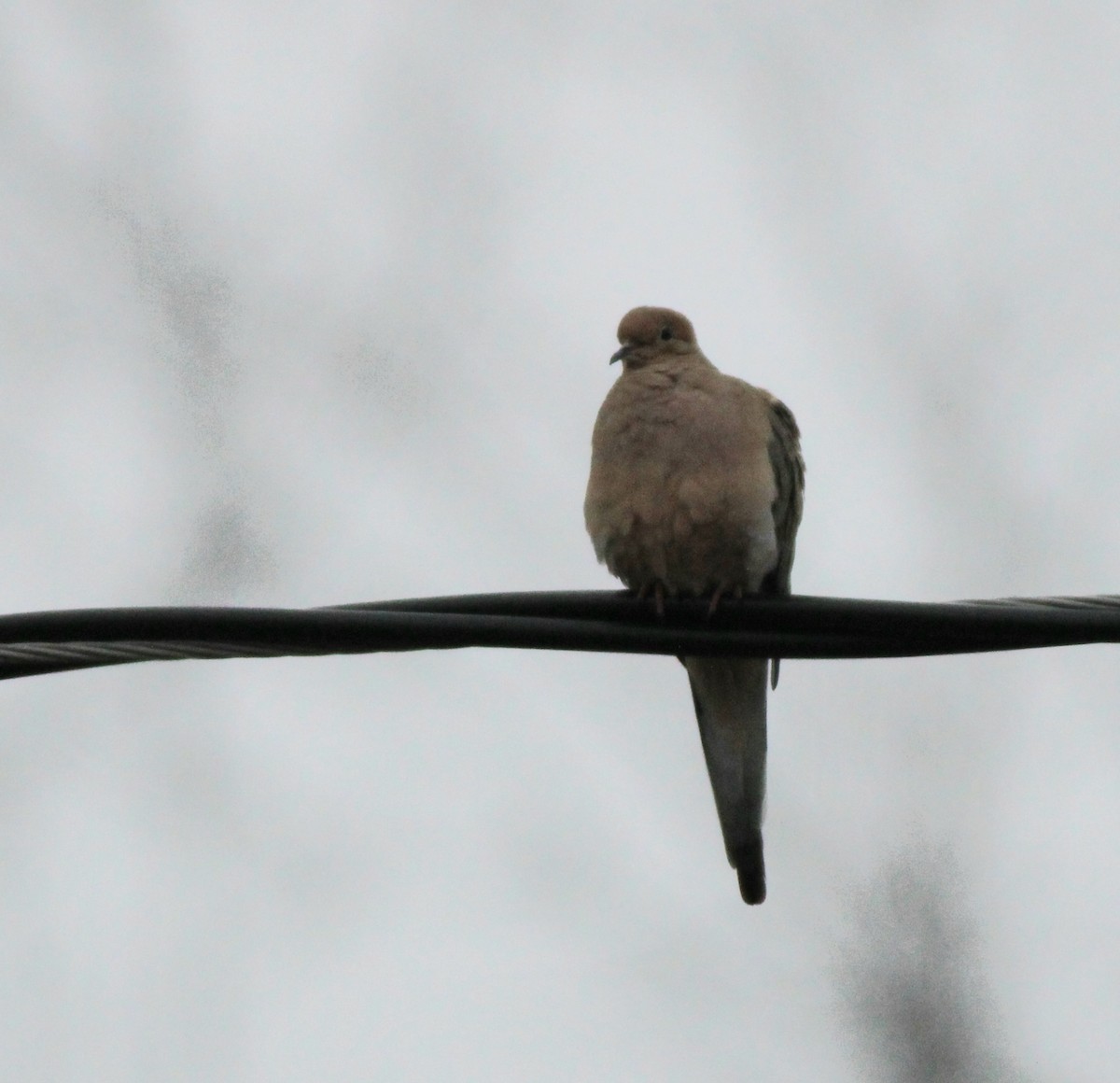 Mourning Dove - ML647564542