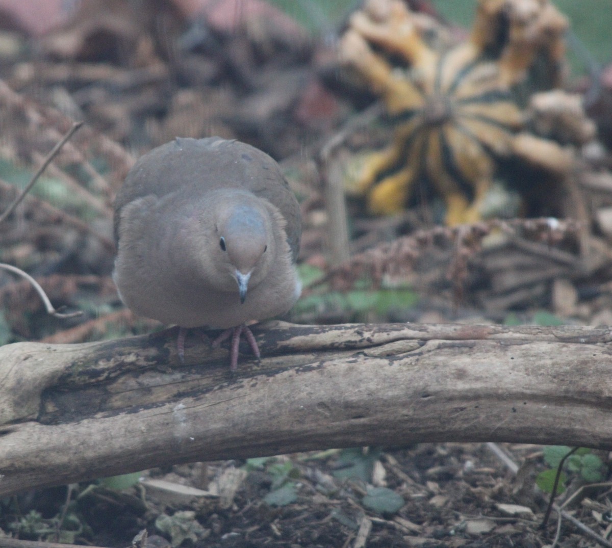 Mourning Dove - ML647564543