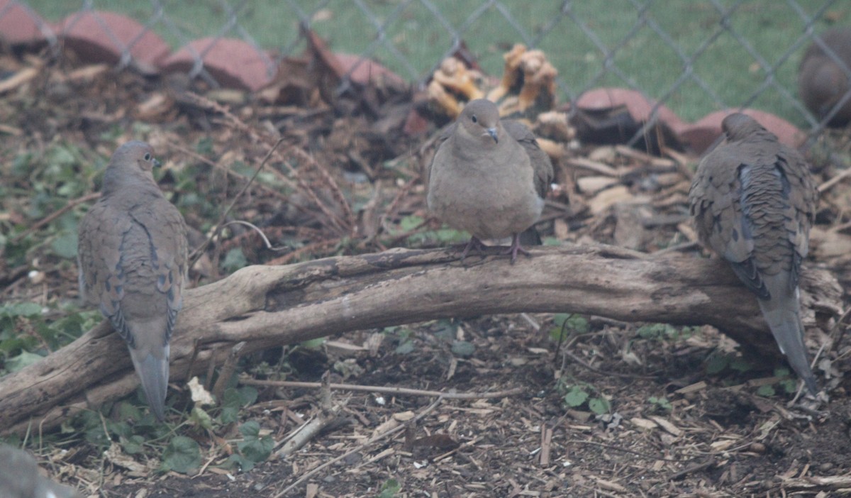 Mourning Dove - ML647564544