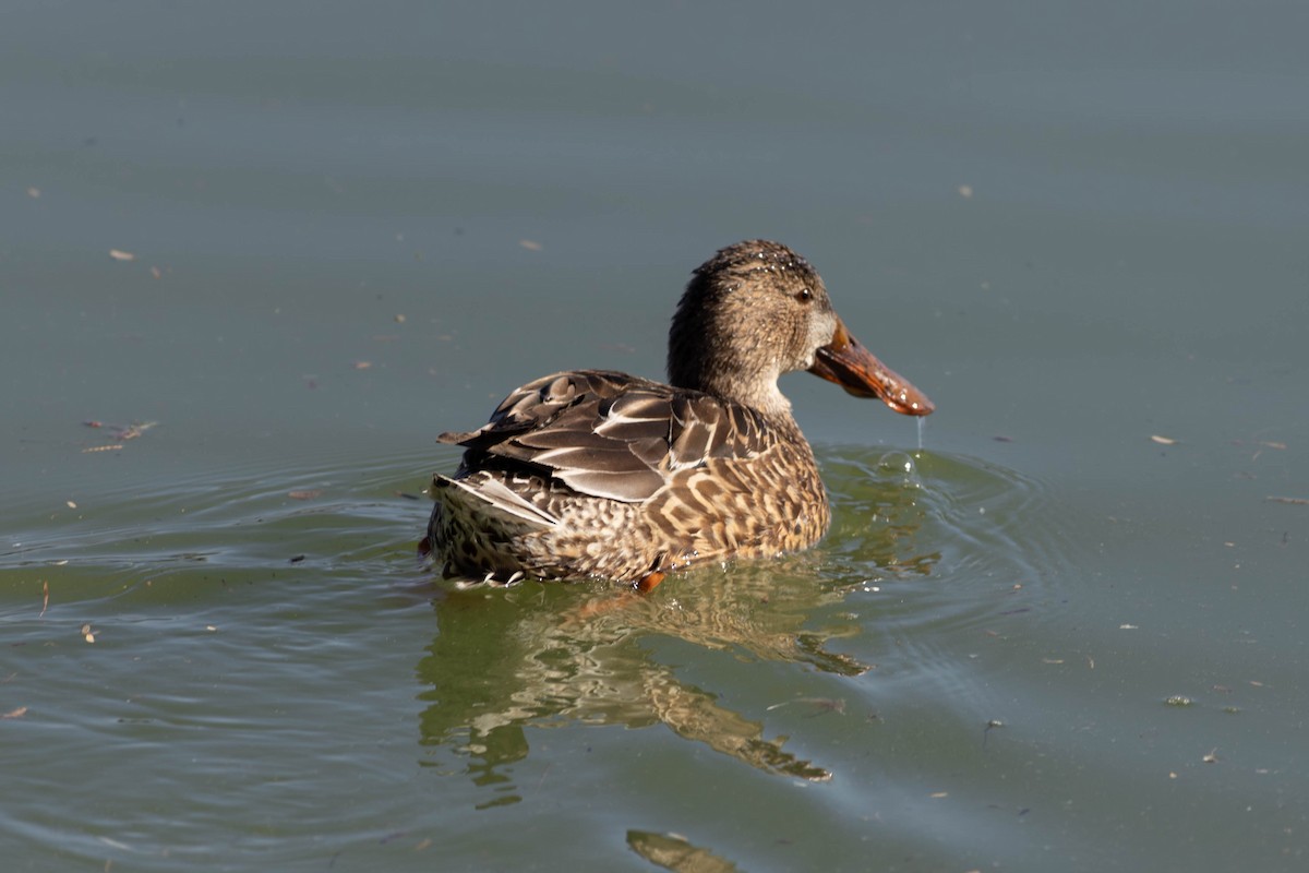 Northern Shoveler - ML647564545