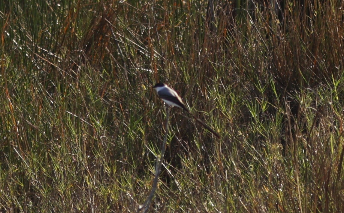 Fork-tailed Flycatcher - ML647564546