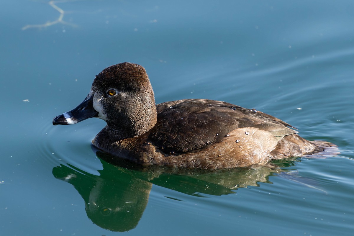 Ring-necked Duck - ML647564547