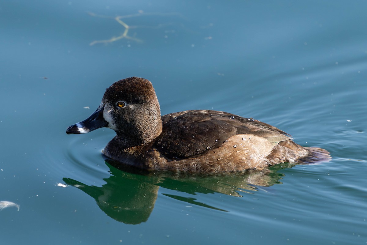 Ring-necked Duck - ML647564548