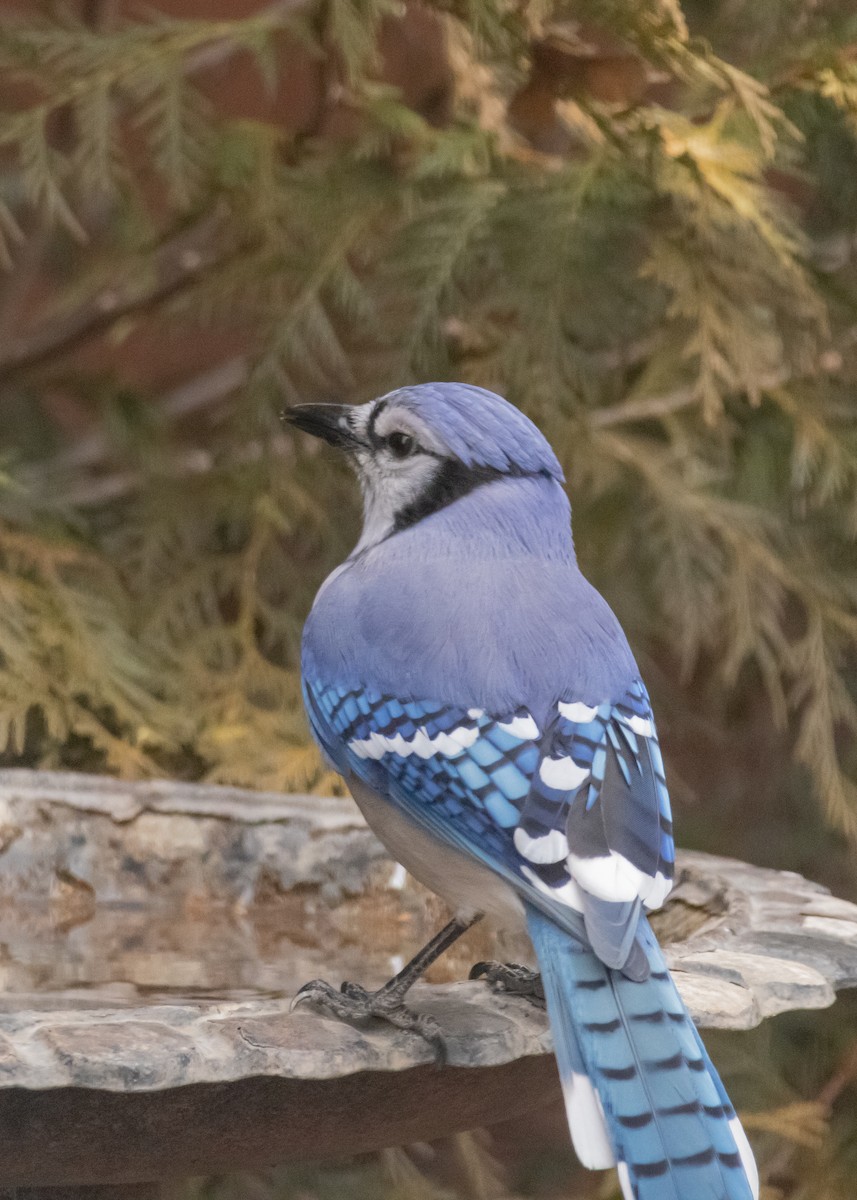 Blue Jay - ML647564549