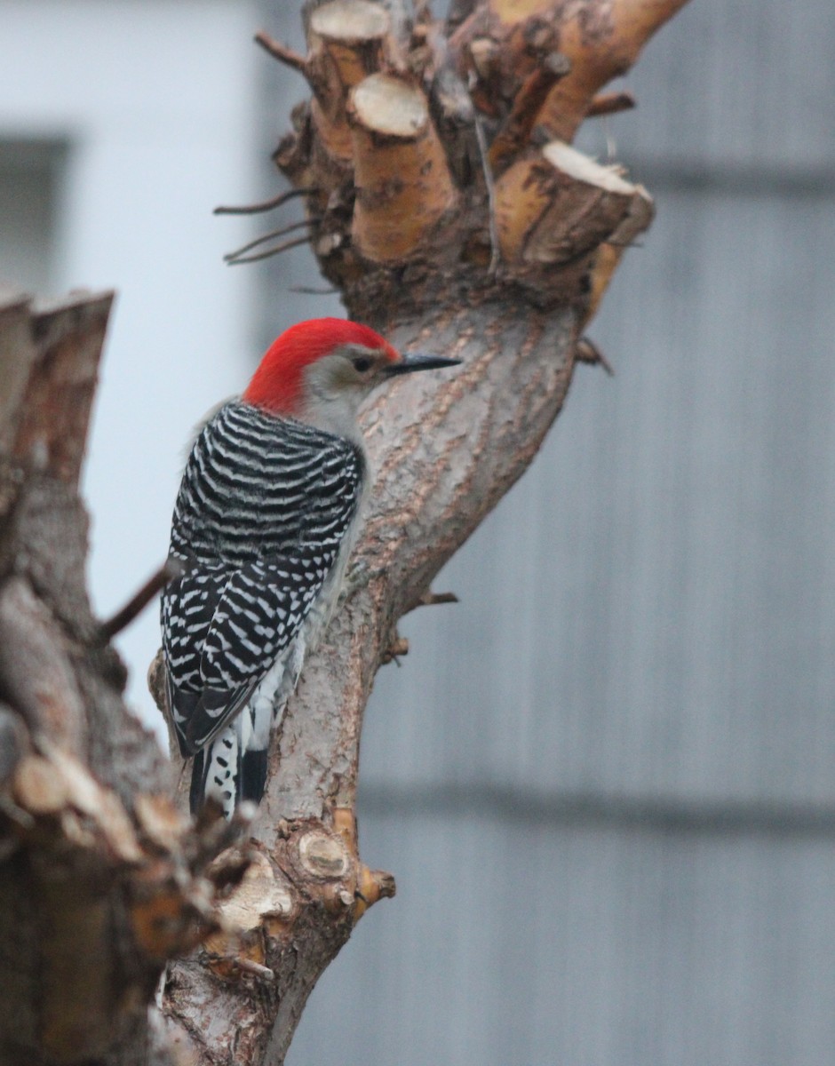 Red-bellied Woodpecker - ML647564550