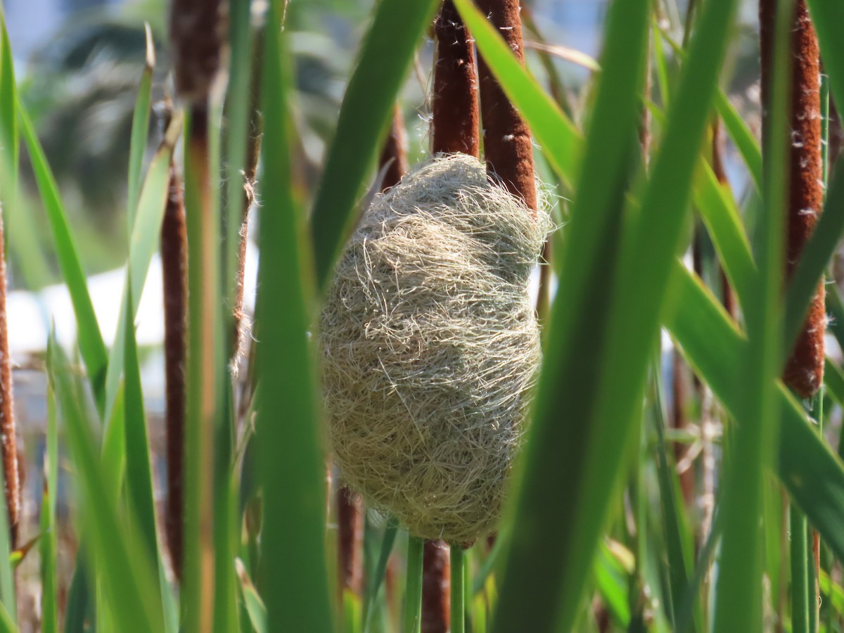 Grosbeak Weaver - ML647564551