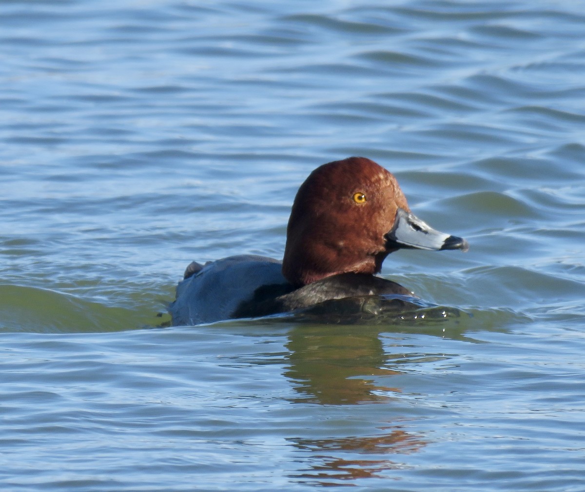 Redhead - ML647564552