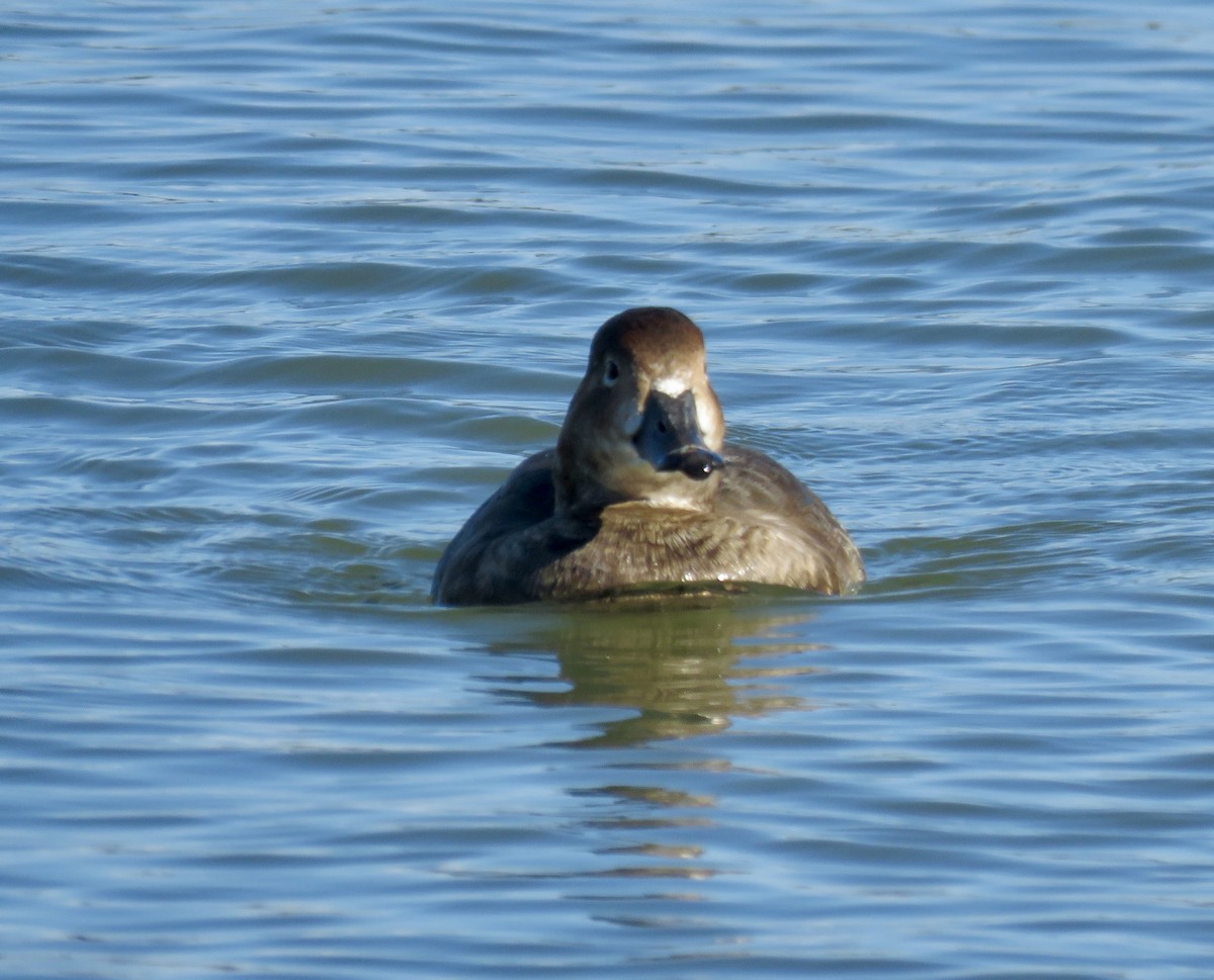 Redhead - ML647564553