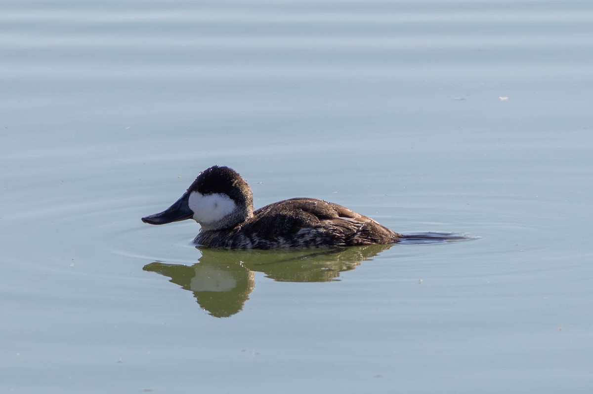 Ruddy Duck - ML647564554