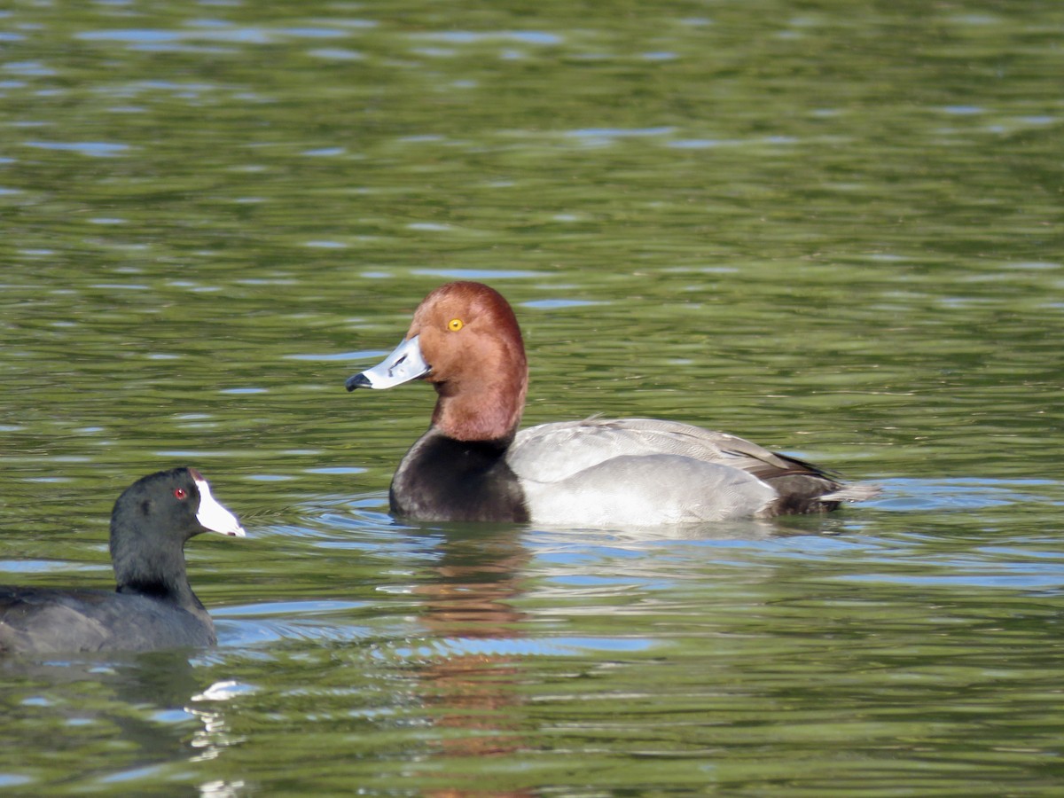 Redhead - ML647564555