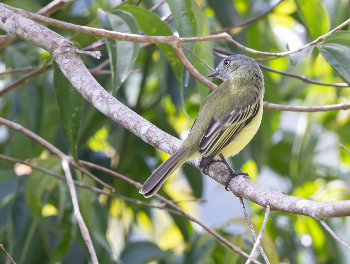 Red-billed Tyrannulet - ML647564556