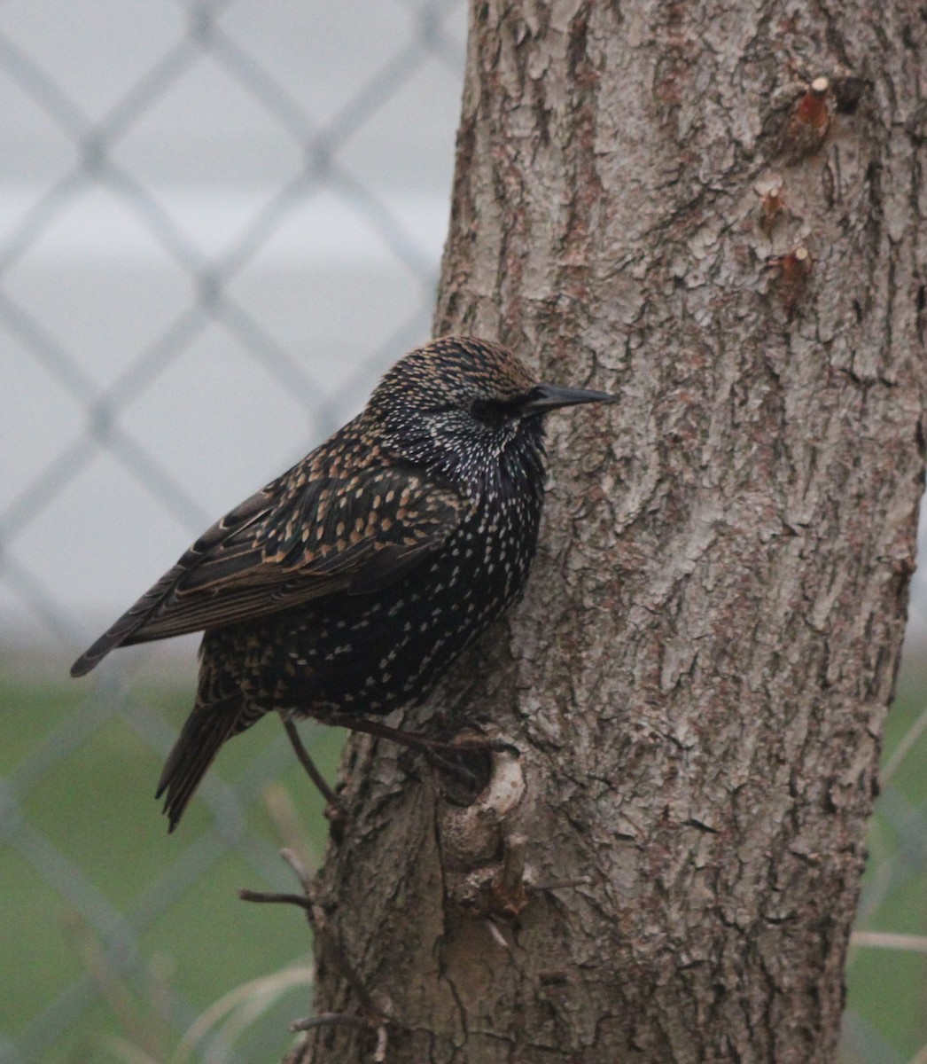 European Starling - ML647564557