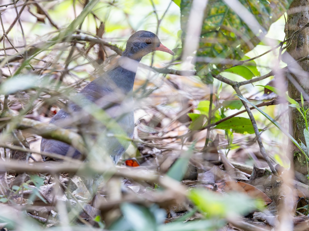 Tataupa Tinamou - ML647564558