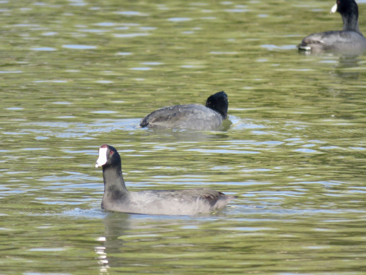 American Coot - ML647564560