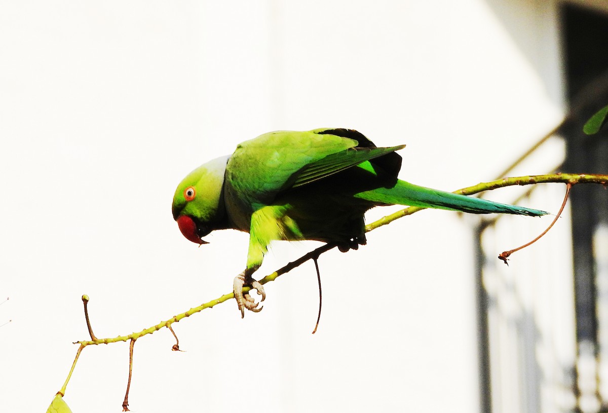 Rose-ringed Parakeet - ML647564561