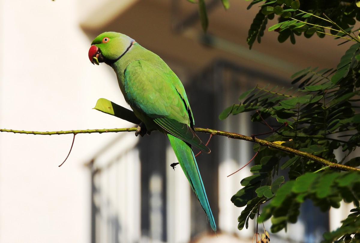 Rose-ringed Parakeet - ML647564562