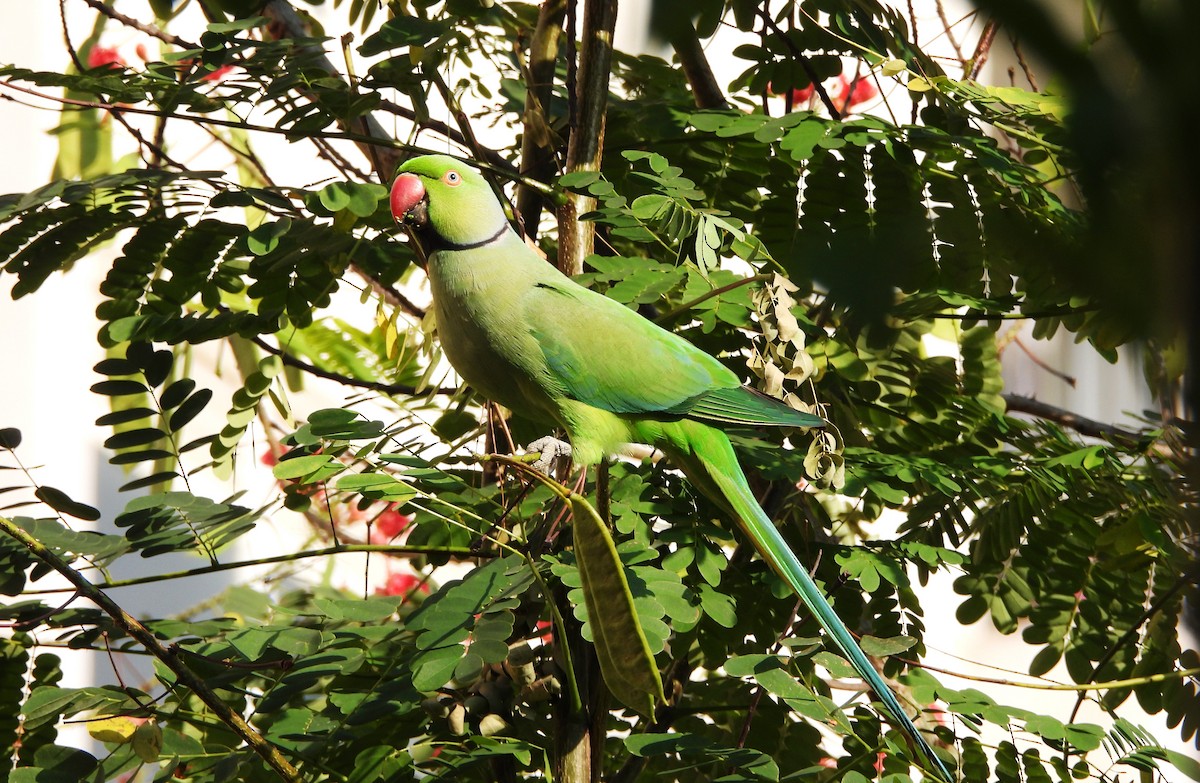 Rose-ringed Parakeet - ML647564563