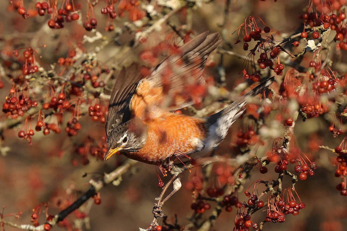 American Robin - ML647564564