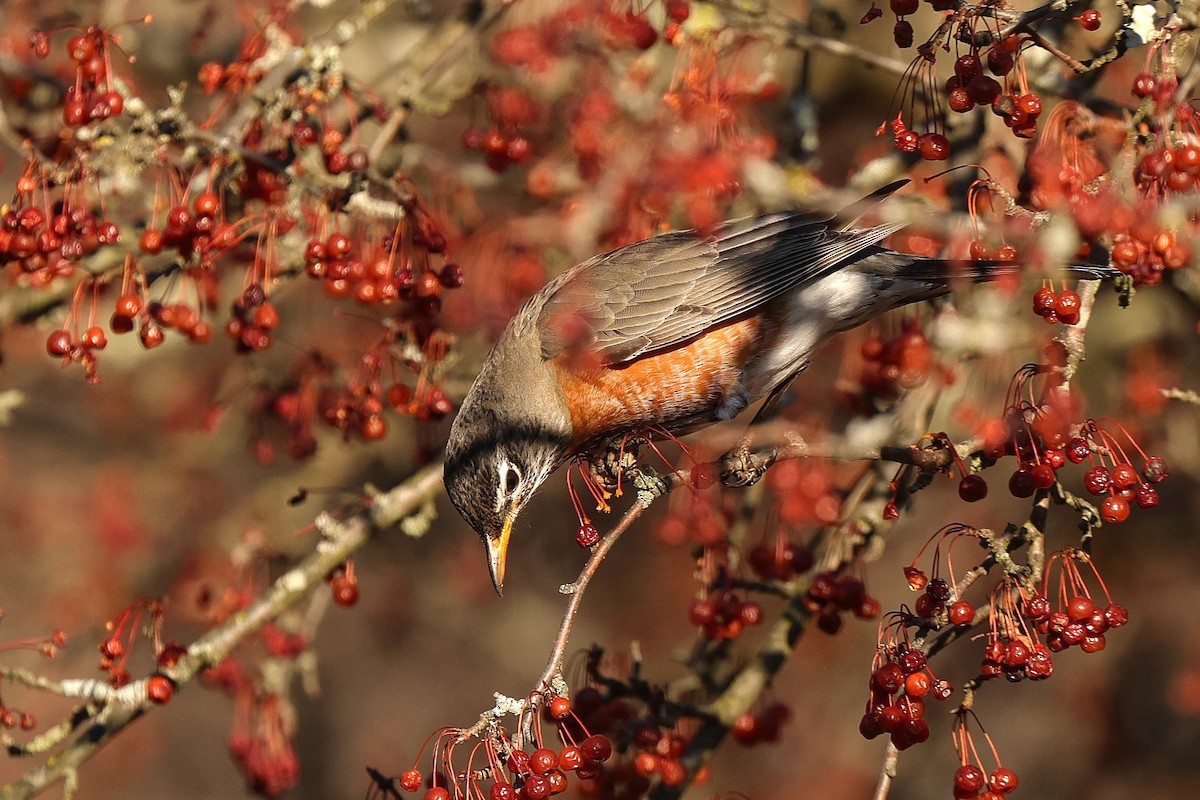 American Robin - ML647564565