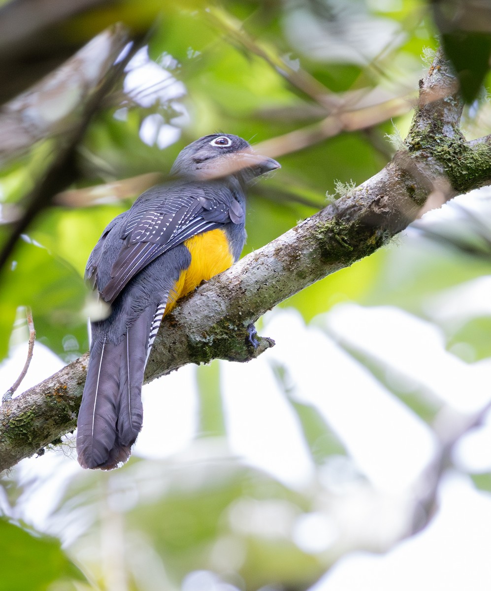Green-backed Trogon - ML647564566
