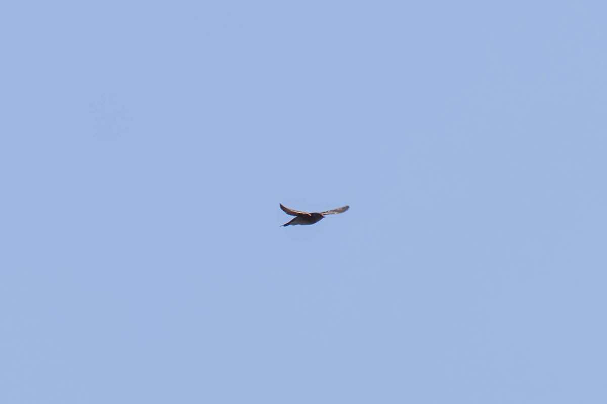 Northern Rough-winged Swallow - ML647564567