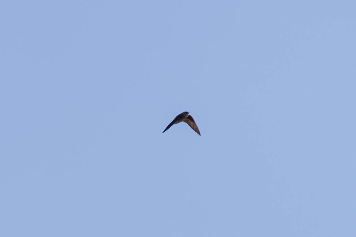 Northern Rough-winged Swallow - ML647564568
