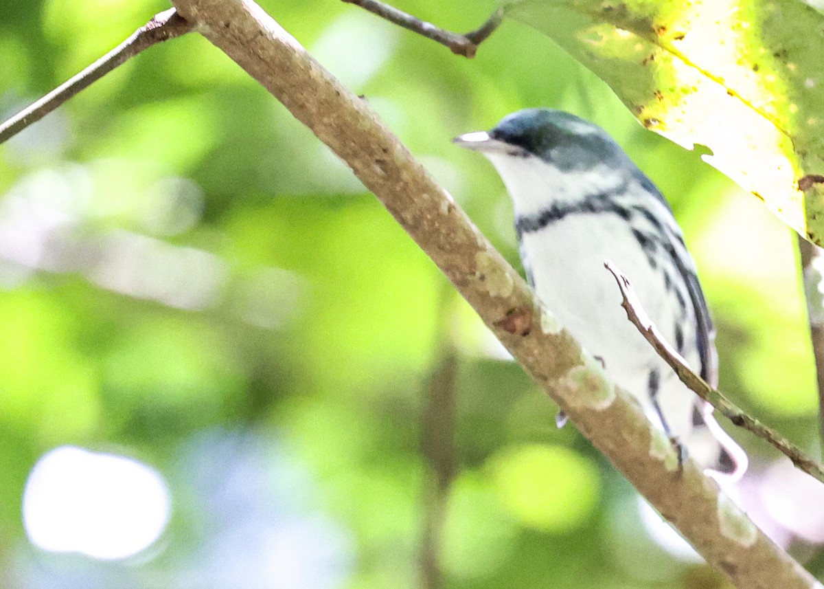 Cerulean Warbler - ML647564569