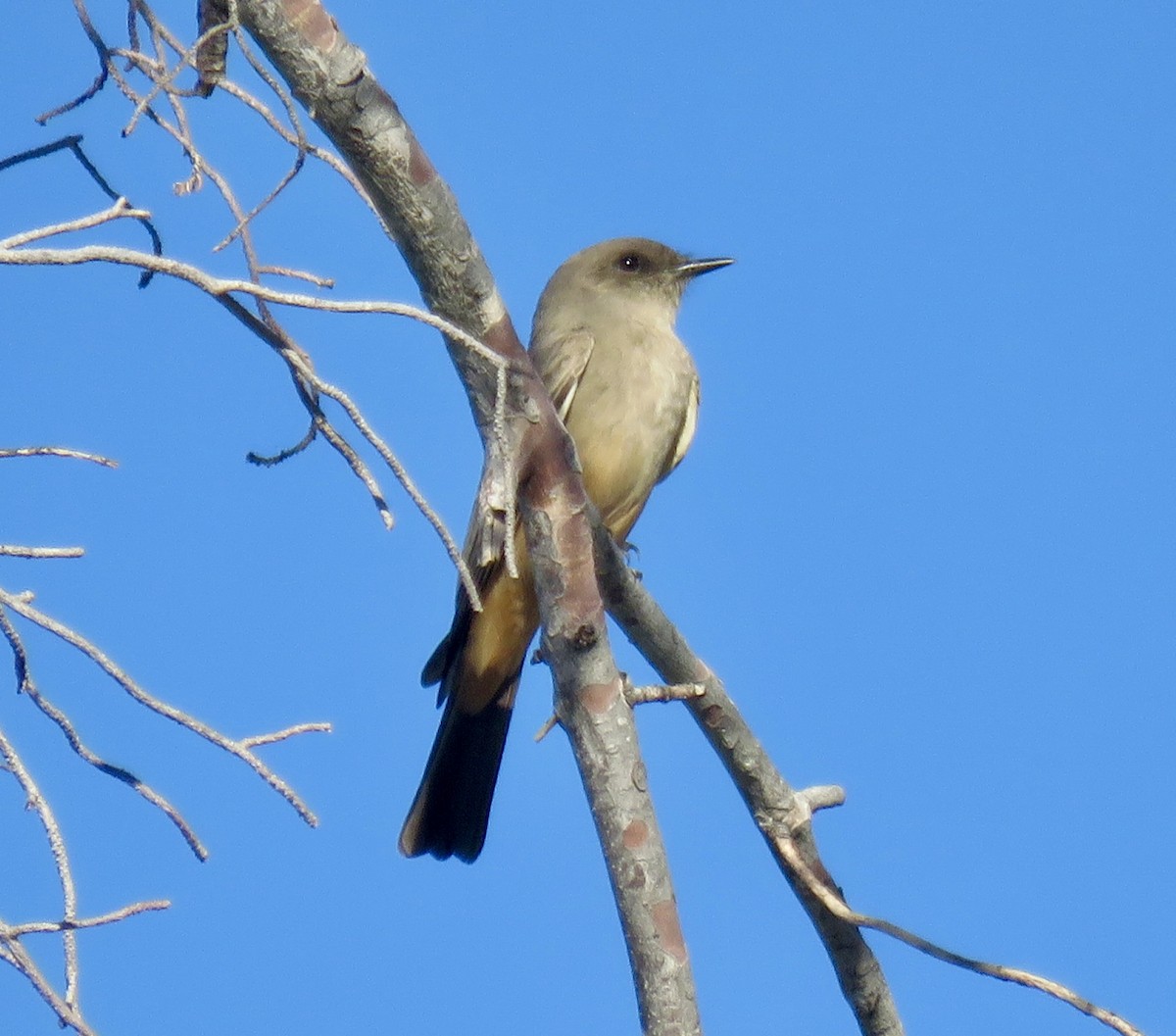 Say's Phoebe - ML647564570