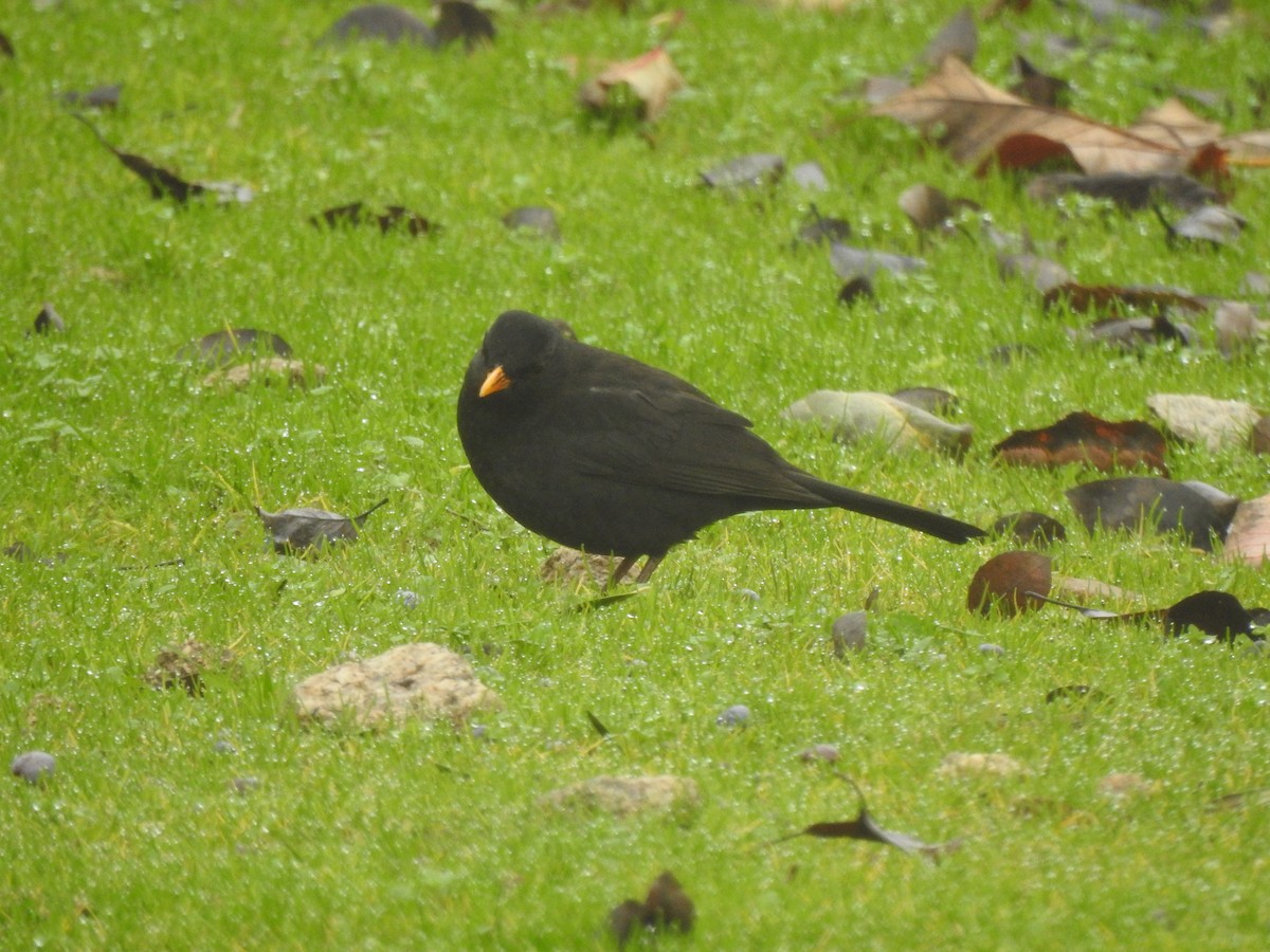 Eurasian Blackbird - ML647564594