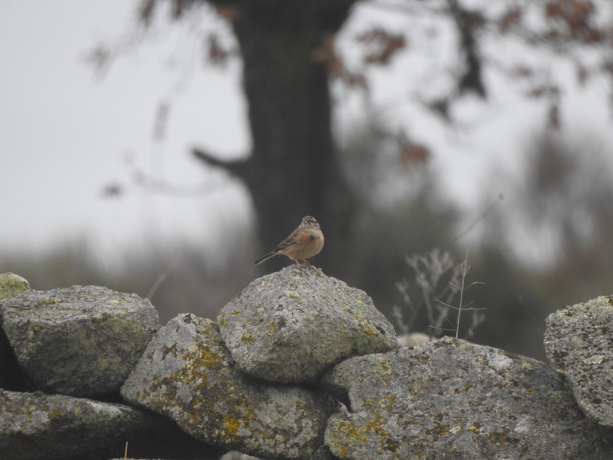 Rock Bunting - ML647564610