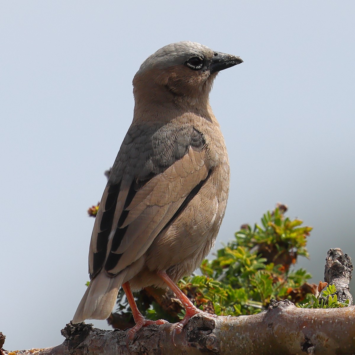 Gri Başlıklı Dokumacı - ML647564624