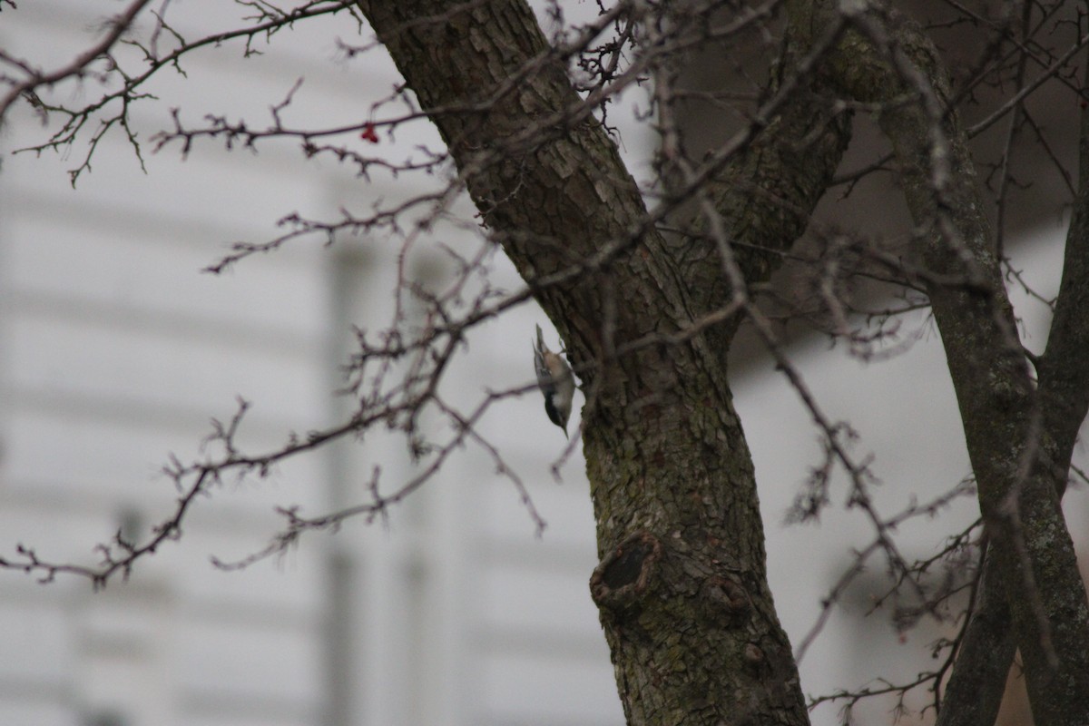 Sittelle à poitrine blanche - ML647564631