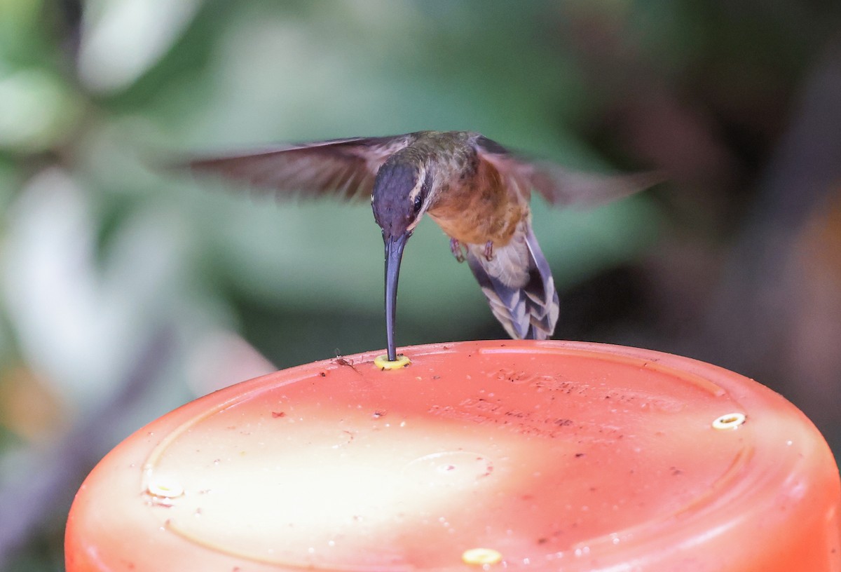 Great-billed Hermit - ML647564641