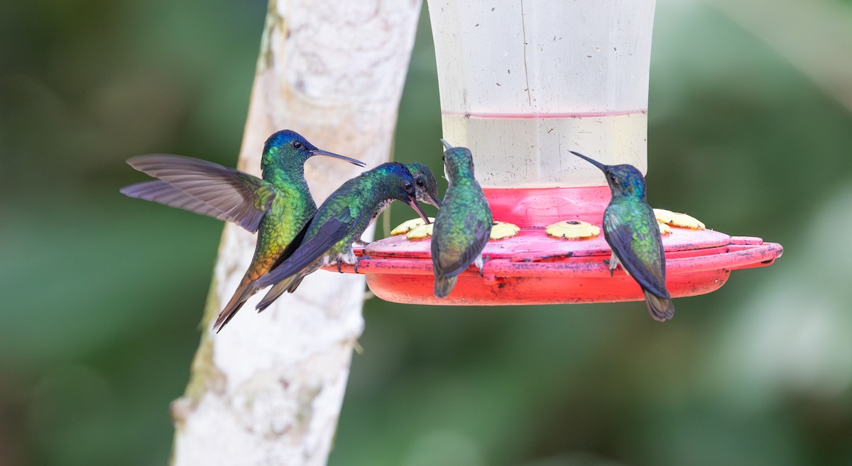 Golden-tailed Sapphire - ML647564649